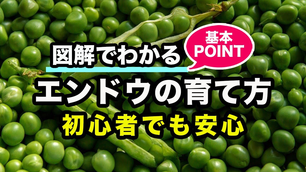 エンドウの育て方 えんどう豆の栽培方法 カインズ野菜図鑑 Youtube