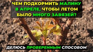 Чем подкормить малину в апреле, чтобы летом было много завязей? Делюсь проверенным способом