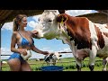 Extreme cow farming milking and agriculture machines 2024