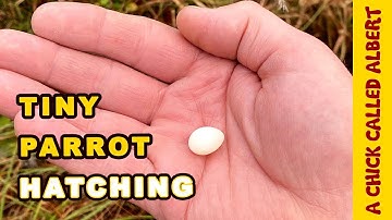 The Smallest Parrot you have ever seen - Tiny egg rescue