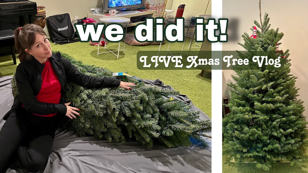 Доставляем нашу живую рождественскую елку 🎄