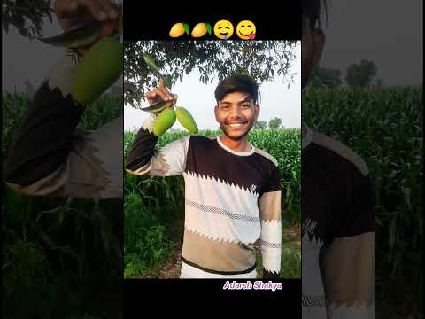 मेहनत के आम खट्टे हैं 🥭🥭🥭🤤🤤🤤#adarshshakya #youtube #shorts