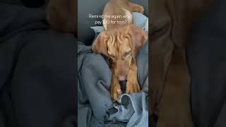 Vizsla can be entertained by just about anything  #shorts #shortsfeed #puppyvideos #puppy #dog