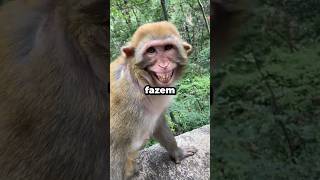 SIm...macacos sabem NEGOCIAR#macaco #shortsvideo