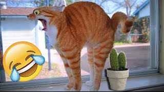 Best Funny Dogs And Cats Videos 😅   Funniest Animals Videos 2023😇 P.8