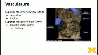 Midgut - Jejunum & Ileum