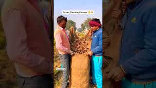 Carrot Cleaning Processing