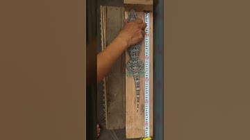 Tắc kè 44 phân nặng 3.5 lạng giấc mơ là có thật