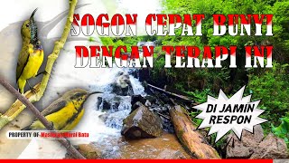 Terapi Air Untuk Sogon Bahan Sekali Putar Buka Paruh #terapisogon #pancingansogon