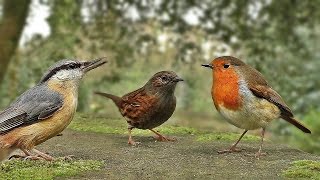 Vidéos Pour Les Chats à Surveiller - Petits Oiseaux screenshot 1