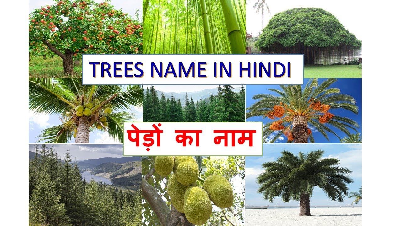Trees Trees in Hindi Trees name in Hindi YouTube