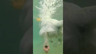 How Dogs Swim Underwater  #dogs