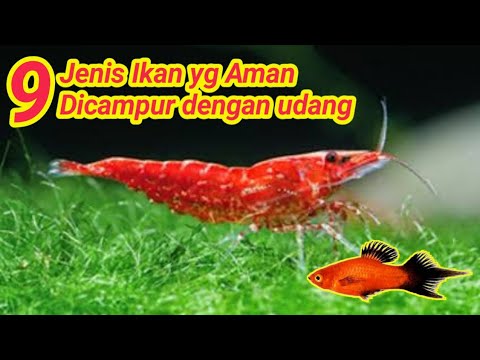 Video: Adakah udang kristal membiak dengan udang ceri?