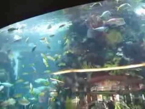 fish tank bar at