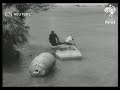 Red hill jr dies in attempt to ride over niagara falls in a barrel 1951