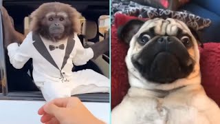 Funny/Cute Animal Videos Try Not To Laugh 18 🤣🐶😹 by New Level Creation 10 views 1 year ago 5 minutes, 6 seconds