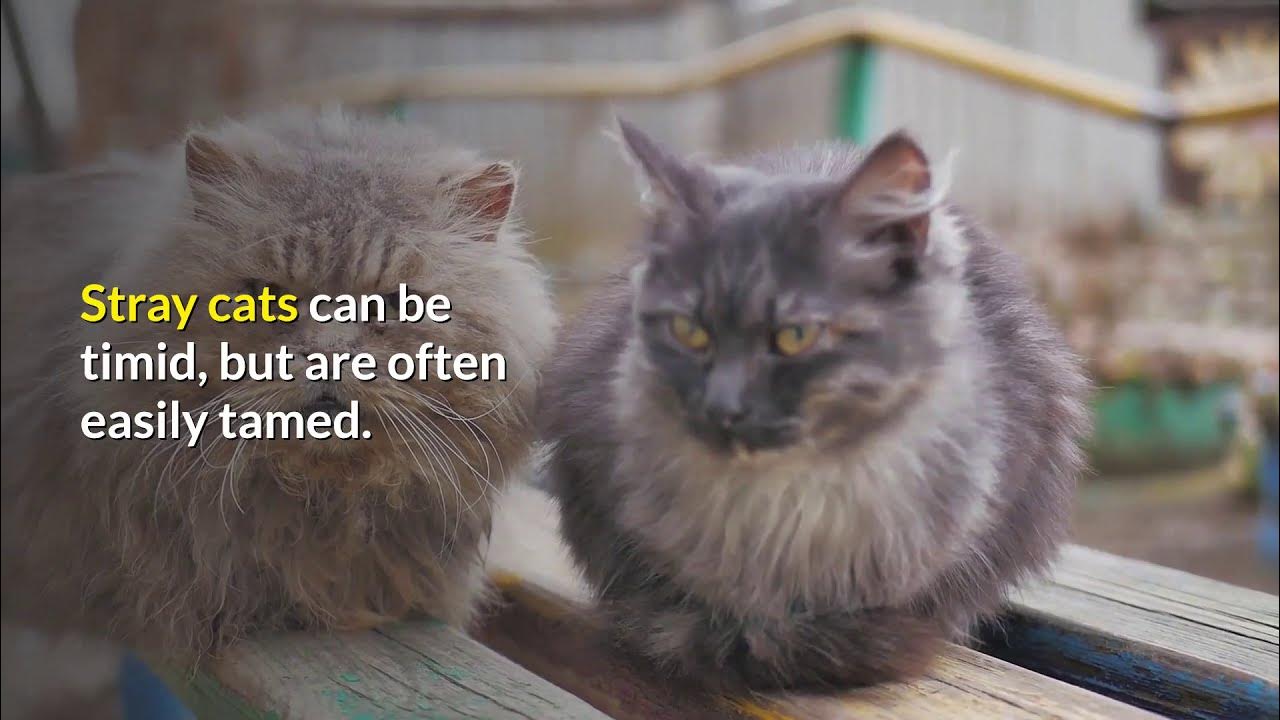 can feral cats be tamed YouTube