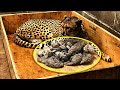 Mom Cheetah Gave Birth To Cubs, Her Adorable Litter Broke Records In The Animal Kingdom World