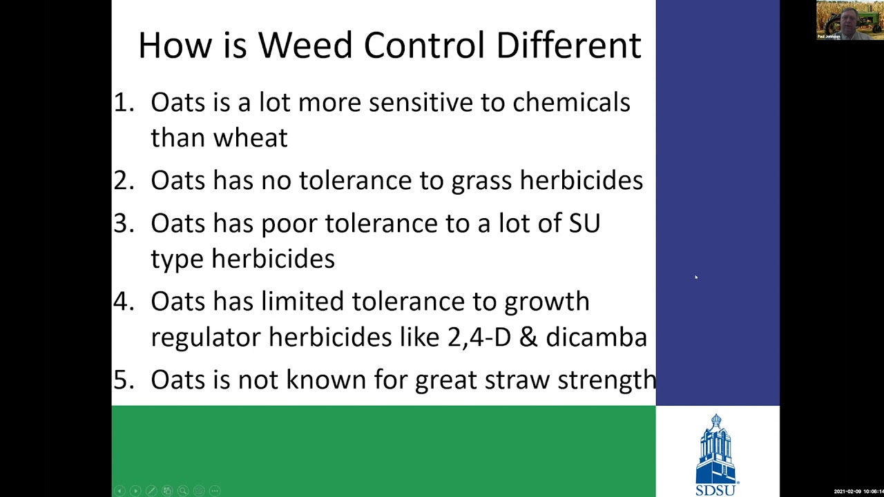 Crop Hour: Weed Control Different in Oats than Other Small Grain & Are There Insect Pests of Oats?