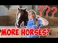 Getting MORE HORSES?! How much the barn cost, Barn routine & MUCH MORE! Q&A