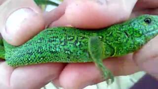 Поймал прыткую ящерицу с кучей клещей!!! Поймал прыткую ящерицу с кучей клещей!!!