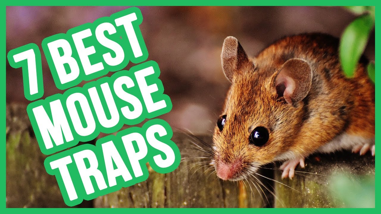 Best Mouse Trap In 2020 Top 7 Traps And Bait To Get Rid Of Mice 💦 👍🏻 💡