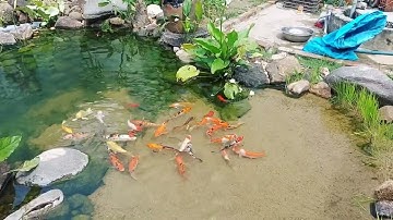 part 3: đánh giá hồ koi nền cát sau 2 tháng hoạt động gặp mưa bão