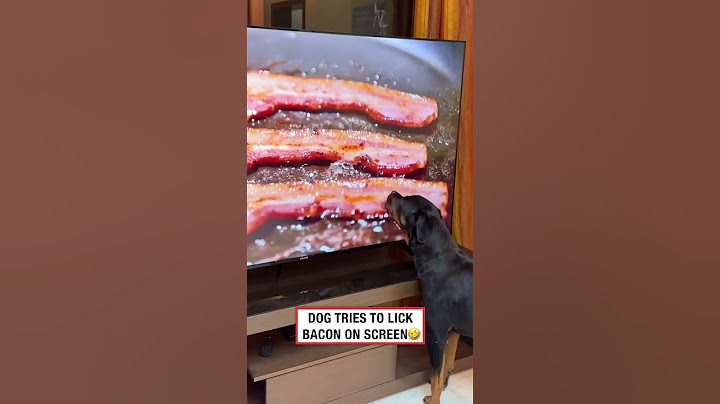 Dog Tries To Lick Bacon On Screen 🤣 (🎥: ViralHog)