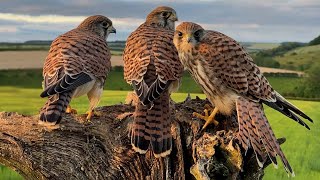 Kestrel Chicks Fly Free at Last  | Mr & Mrs Kes | Wild Lives | Robert E Fuller