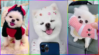 Funny and Cute Dog Pomeranian 😍🐶| Funny Puppy Videos #301