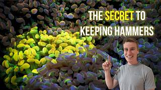 видео: Все, что вам нужно знать о содержании молотковых кораллов! картинка: Все, что вам нужно знать о содержании молотковых кораллов!