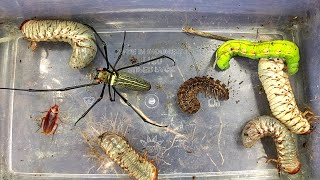 Catch and observe cute creatures, black millipedes and various unique insects by Insect hunting 11,837 views 4 months ago 8 minutes, 15 seconds