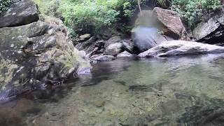 [Underwater] Taiwan native stream fish 台灣溪流魚類 石賓、馬口