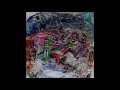 Animal Collective - Bridge to Quiet (Full EP)