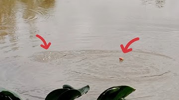 Câu cá rô đồng con kênh nước đục cá vẫn ăn mạnh#fishing