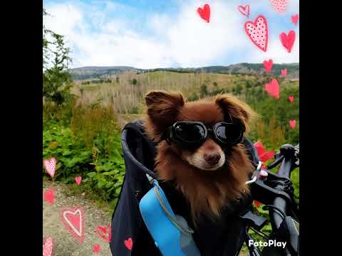 Video: Gründe, warum ein Hund Milch scheidet