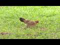 Feral chickens become issue in Hawaii