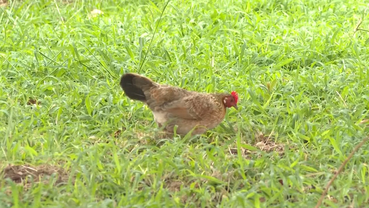 Feral chickens become issue in Hawaii