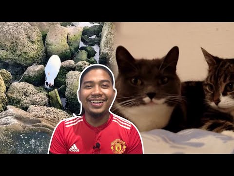 Video: 14 Fakta yang Menarik dan Menarik Mengenai Kucing yang Anda Tidak Tahu Mengenai