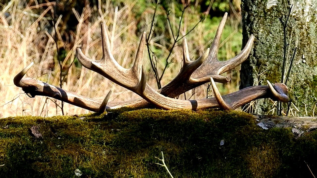 Zrzuty 2025r. Parunia 16-taka. Bardzo dobrze znany byczek.