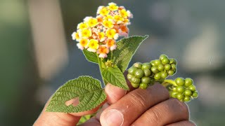 विज्ञान भी हैरान है इस जड़ीबूटी से