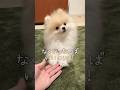 すないぱーちくわくん#子犬 #ポメラニアン#犬 #shorts #もふもふ