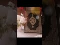 سورة نوح بصوت الشيخ خالد الجليل بدون اعلانات
