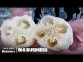 How 200000 luffas become kitchen sponges  big business  insider business