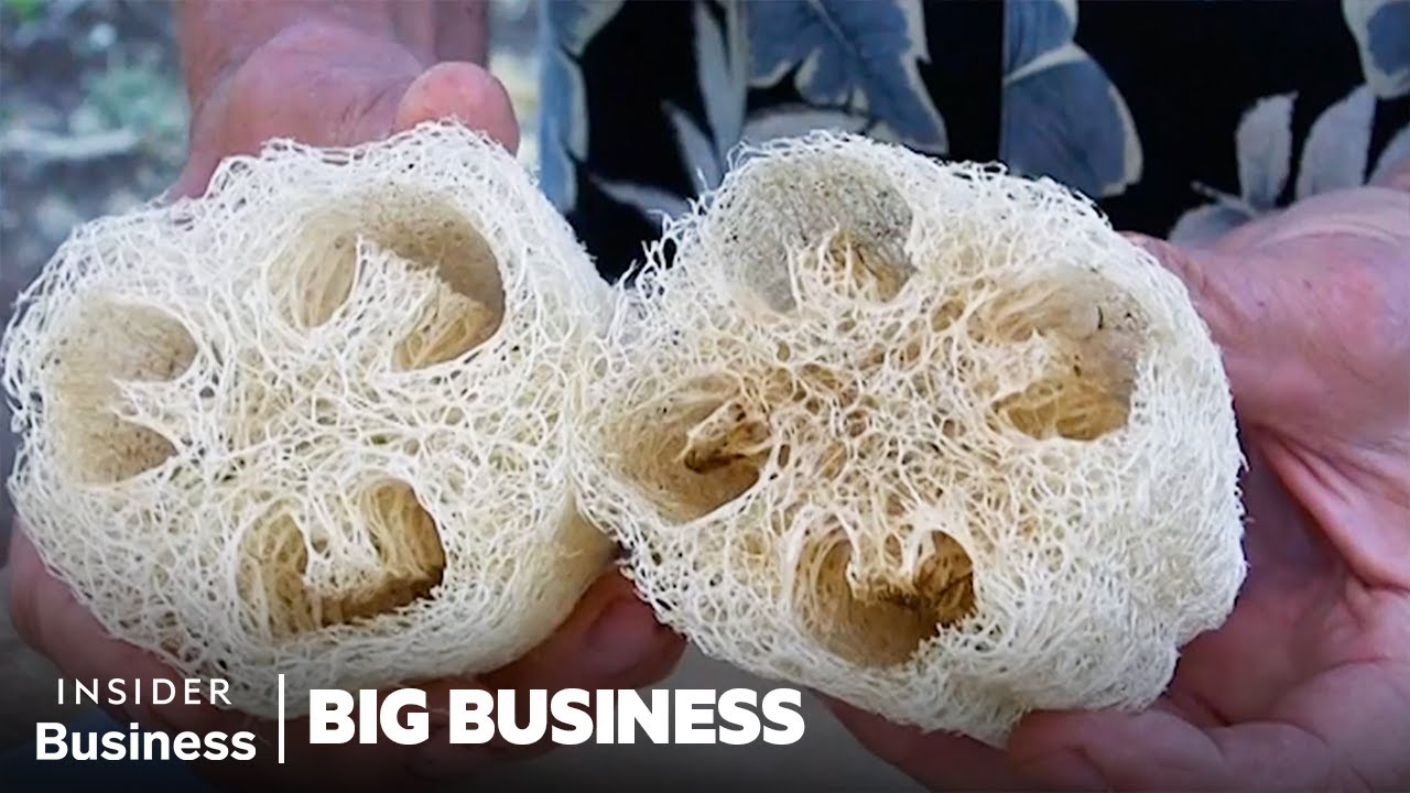 ⁣How 200,000 Luffas Become Kitchen Sponges | Big Business | Insider Business