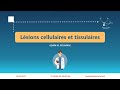 Anapath  lsions cellulaires tissulaires et adaptatives