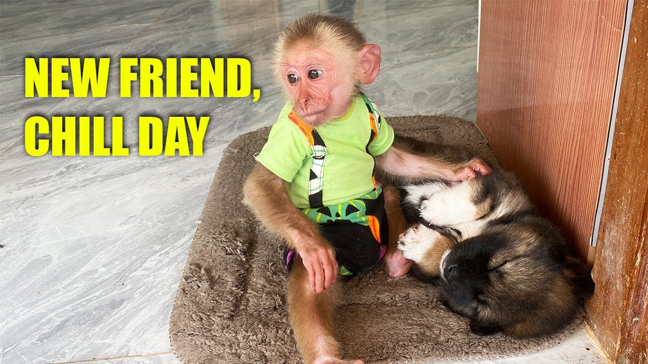 Jobi's First Time Playing With Lucky The Dog | An Extremely Cute Scene 😍