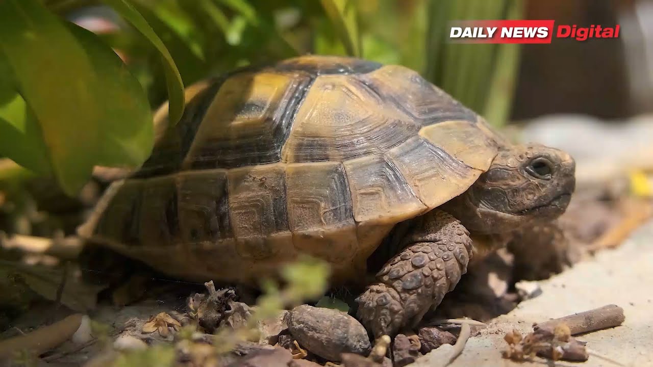 MAISHA NDANI YA GAMBA NDIO HADITHI ISIYOSEMWA YAKOBE