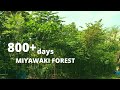800 + days old Miyawaki forest| First Miyawaki Forest | Crowd Foresting |Stimulating Natural Forests