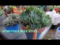 Crecimiento de mi Echeveria